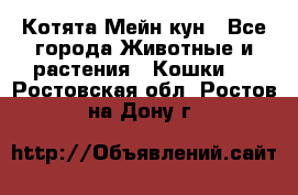 Котята Мейн кун - Все города Животные и растения » Кошки   . Ростовская обл.,Ростов-на-Дону г.